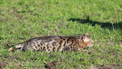 Bengalkatzen-Bengalkater