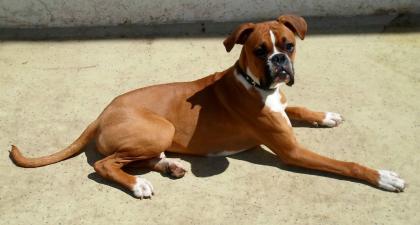 Sie suchen einen Deckrüden ? Dann sind Sie hier genau richtig !