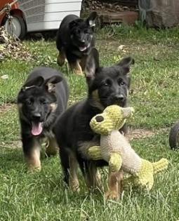 Deutsch schäferhund Welpen