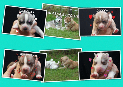 FCI Siberian Husky Welpen suchen ab dem 14.12.2021 ein liebevolles Zuhause 