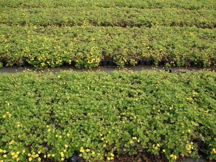 Bodendecker ab 0, 99 Euro - Cotoneaster, Vinca, Pachysandra, Efeu, diverse Staud
