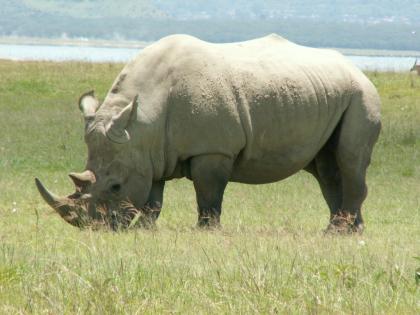 Faszination Kenia - 11 Tage Safari - 3 Tage Strand