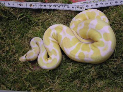 Königspython Python regius Farbmorphe albino