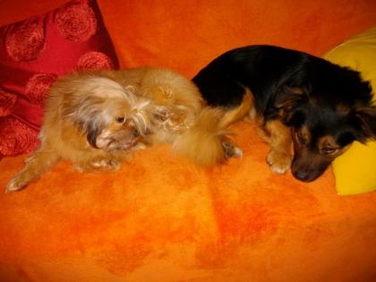 Alfi sucht ein Zuhause