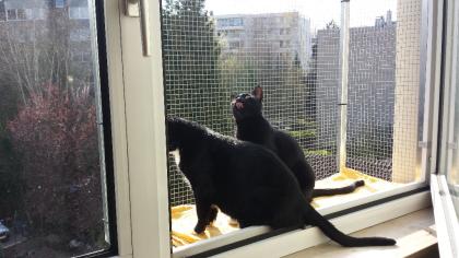 Katzenbalkon - Fensterkäfig für fast alle Haustiere.