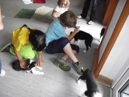Amerikanische Colliewelpen in tricolor und blue-merle