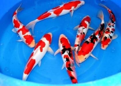 Koi - Teichfische - Besatzfische // Fischfarm Eske
