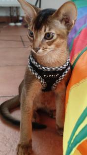 2 bezaubernde reinrassige Abessinier Kitten mit Stammbaum / Abstammungsurkunde
