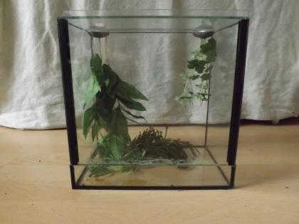20- 25 Terrarien Abzugeben