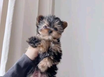 Liebevoller MINI Yorkshire Terrier Steel Blue Welpe