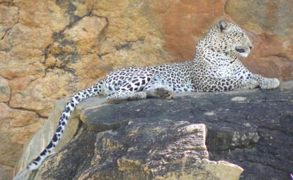 Faszination Kenia - 11 Tage Safari - 3 Tage Strand