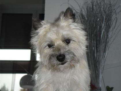 Cairn-Terrier -- fachgerechtes Handtrimming vom Cairn-Züchter -- FCI Standard