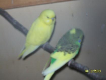 Verkaufe junge Wellensittiche und neues Vogelzubehör