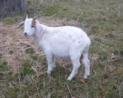 2 schöne Burenmixböckchen abzugeben