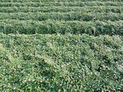 Bodendecker ab 0, 99 Euro - Cotoneaster, Vinca, Pachysandra, Efeu, diverse Staud