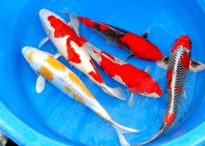 Koi - Teichfische - Besatzfische // Fischfarm Eske