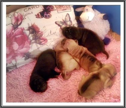 Achtung Sharpei Fan´s  oder die das Individuelle möchten aufgepasst ! Wir haben 