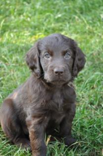 Braune Flat Coated Retriever Welpen