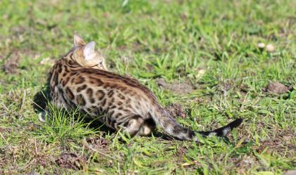 Bengalkatzen-Bengalkater