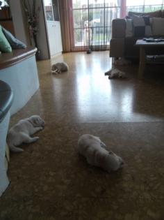 Wir haben 9 wunderschöne Golden Retriever Welpen