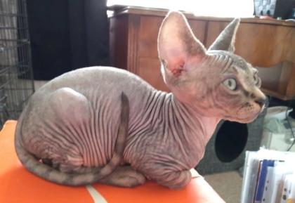 Elfen-Sphynx-Kätzchen - Verkauft