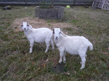 2 schöne Burenmixböckchen abzugeben