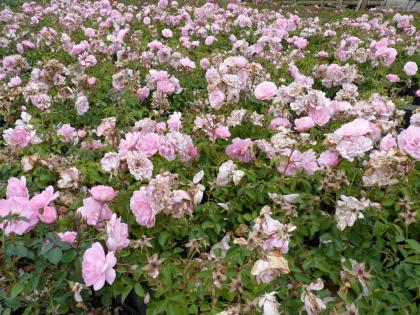 Bodendecker ab 0, 99 Euro - Cotoneaster, Vinca, Pachysandra, Efeu, diverse Staud