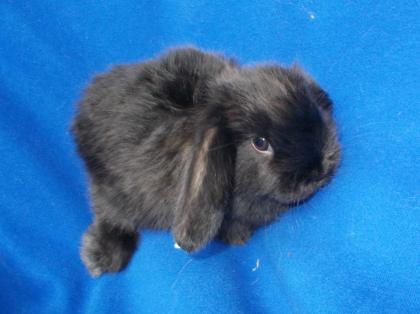 NHD-Miniwidderchen aus liebevoller Hobbyzucht