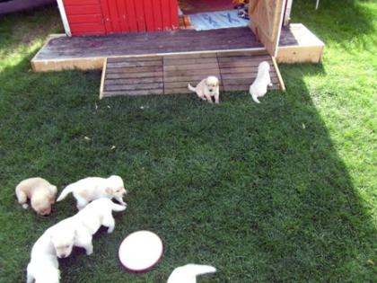 Wir haben 9 wunderschöne Golden Retriever Welpen