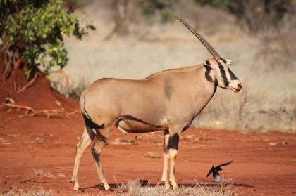 Tsavo Ost 2 Tage Jeep Safari Kenia