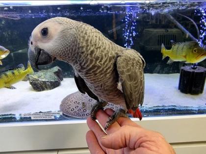 Junge Graupapagei(3 Monate )