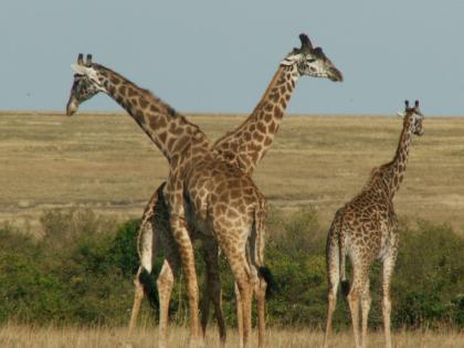 15 Tage – Kenia Rundreise / Safari und Strand