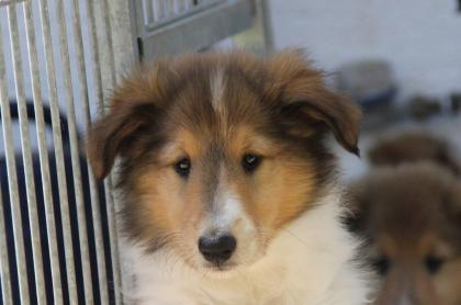 Colliewelpen