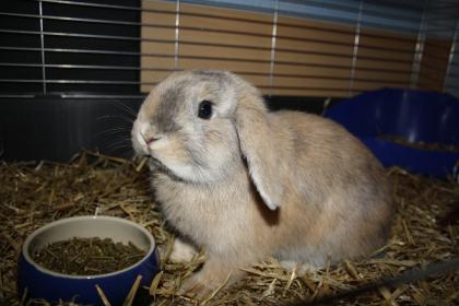Hase+Häsin 7Monate alt, mit ALLEM Zubehör dringend abzugeben !!!!