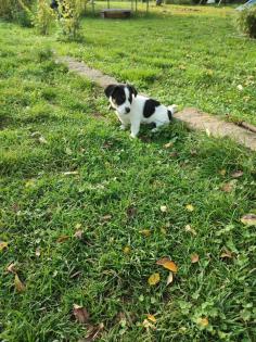 Verschmuster Jack Russel 