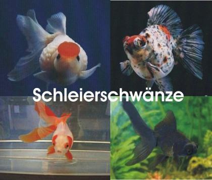 Koi - Teichfische - Besatzfische // Fischfarm Eske