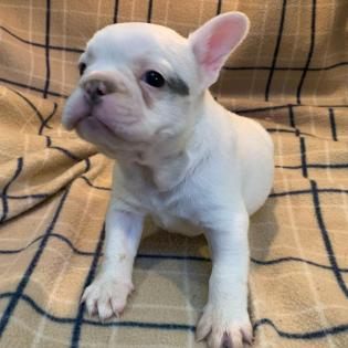 Schöne Französische Bulldoggen-Welpen, 