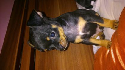 Süße Chihuahua Welpen