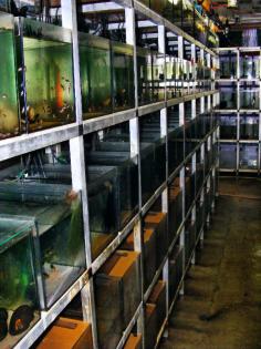 Wg. Umstellung verschieden große Zierfisch-Anlagen supergünstig zu verkaufen!