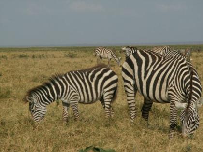 15 Tage – Kenia Rundreise / Safari und Strand