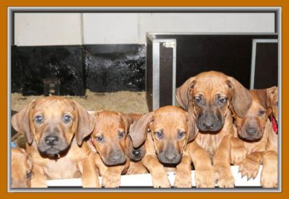 4 Rhodesian Ridgeback Mädels suchen...