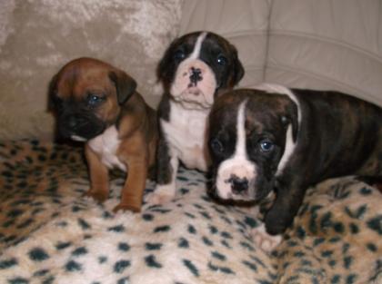 Boxer welpen zu Verkaufen.