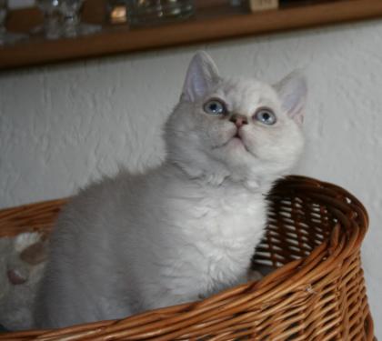 * Die Köfferchen sind gepackt, mega verschmustes Selkirk Katerchen sucht Öhrchen