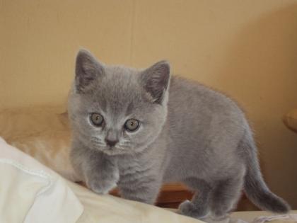 2 kleine blaue Britenbärchen suchen ab Oktober Schmusepersonal