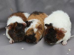 US-Teddy und Rosetten-Meerschweinchen aus Hobbyzucht