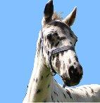 Tierkommunikation durch Gedankenkraft - Tiere verstehen
