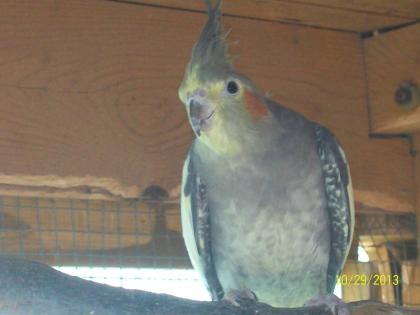 Verkaufe zuchtreife Nymphensittiche und neues Vogelzubehör