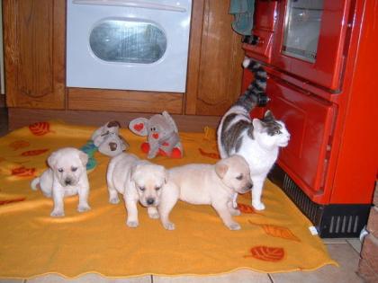 VDH/VK (FCI) Labrador welpen mit papiere