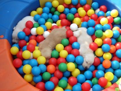 Wir haben 9 wunderschöne Golden Retriever Welpen