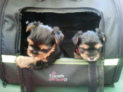 Yorkshire Terrier Welpen